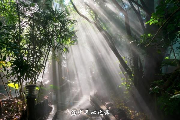植物大战僵尸：花园战争