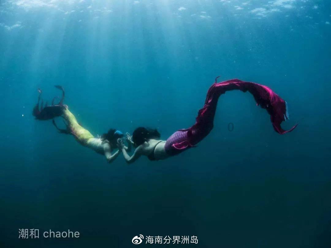 萌犬记忆卡